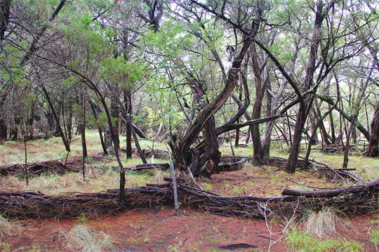 Museum of Land Art